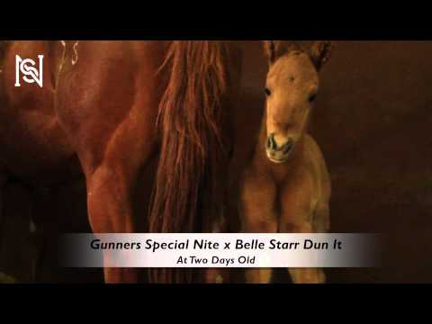 New Foal by Gunners Special Nite and out of Belle Starr Dun It