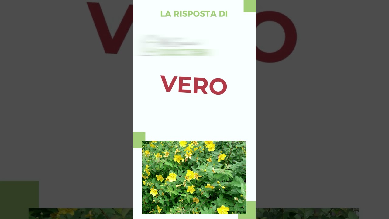 73 - L'erba di San Giovanni agisce come uno psicofarmaco?  - My Special Doctor