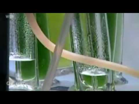 Was tanken wir in Zukunft? (2/5)