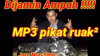 Download lagu DOWNLOAD!!!! mp3 Ampuh pikat ruak ruak suara jernih hasil melimpah mp3
