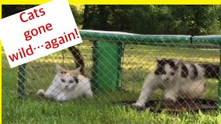 Cats going nuts in trap again! Trapping feral cats trap neuter return TNR highlights
