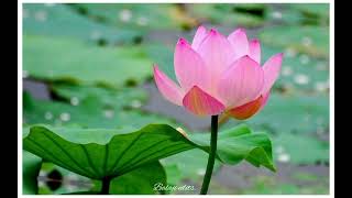 Download lagu Adada Oorkulathil Thamaraipoo🌼tamil song. #swarnalathahits #bharani#sundaratravels songs. mp3