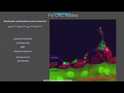 Keynote: A Fly DREAM - Ross Cagan - RECOMB/RSG 2018