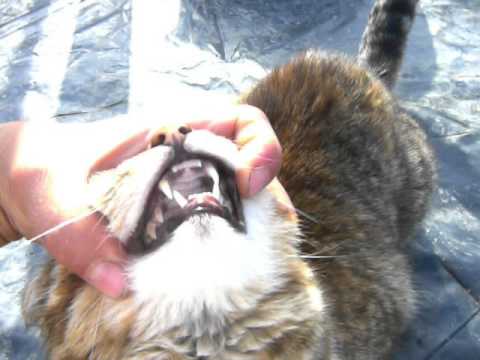 how to check a cat's mouth