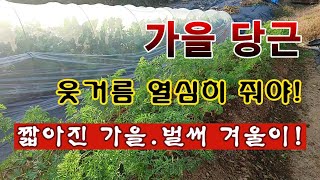 [텃밭농부 2,096]  가을당근. 웃거름 열심히 줘야. 짧아진 가을 벌써 겨울이! #당근재배