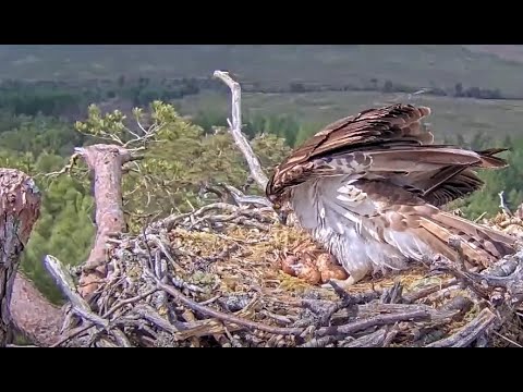 For busy people: speeded up hatching sequence of the first Loch Arkaig Osprey chick 31May 2022