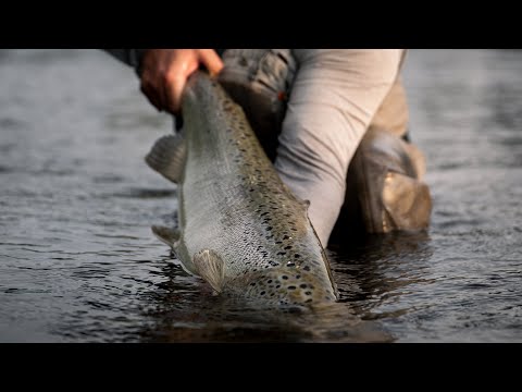 Kuulumisia Kymijoelta #21 - "Erilainen elokuu" | Lohenkalastusta Kymijoella