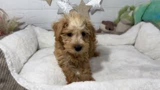 ハーフ犬の動画01