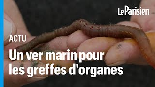 Le sang d’un ver marin testé pour améliorer la conservation des organes destinés aux greffes