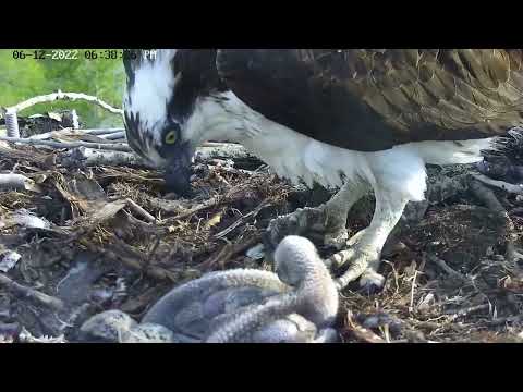 chick self feeding for first time part2