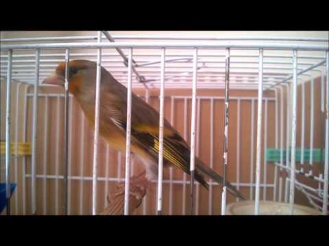 ibrit elbasani  kenga e CIMIT