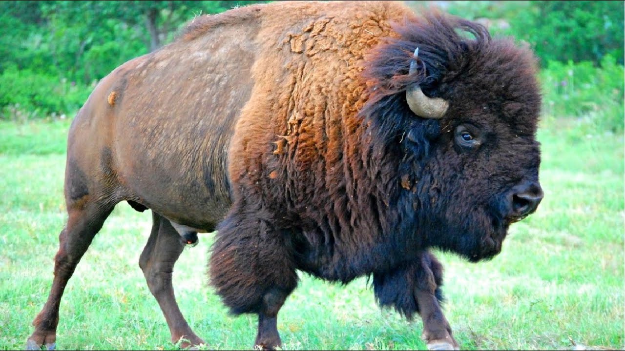 Wood Bison | animal histrology