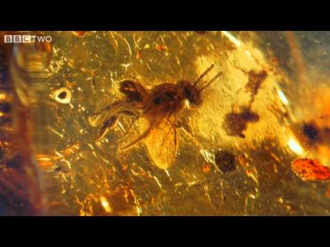 Ancient Bee Trapped in Amber - How to Grow a Planet - Episode 2 - BBC Two