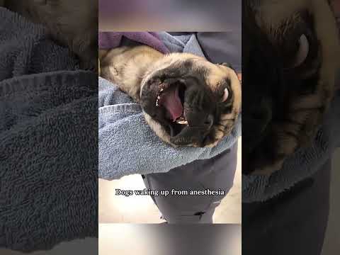 #happy #interesting #prank #funnyanimals #dogsoftiktok #interesting #dogsoftiktok #funnydogs