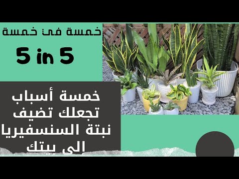, title : 'خمسة أسباب لإضافة نبات السنسفيريا إلى مجموعتنا من النباتات الداخلية والخارجية'