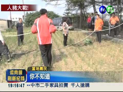 母豬撒野攻擊瓜農 "灌醉"智擒!