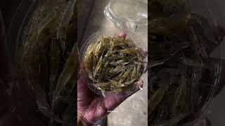 Download lagu Dancing shrimp of Thailand mp3