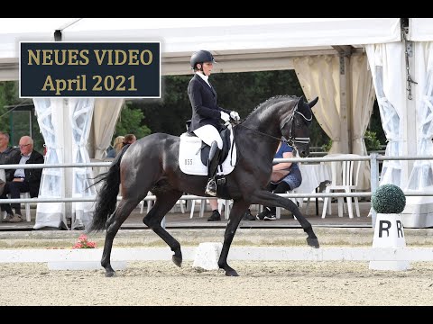 Zauberlehrling PS NEU - Hengstkollektion Schockemöhle & Helgstrand 2021 DEU