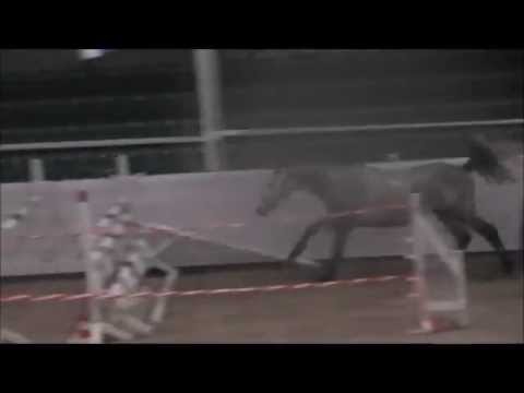 Camelot von Calido I - Acord II, Freispringen