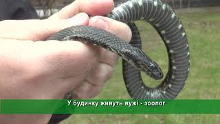 Мешканці Новобаварського району потерпають від змій