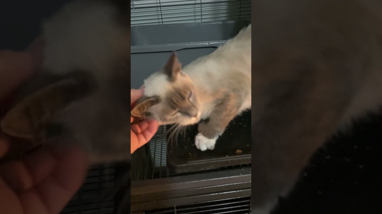 Neve, an adopted mixed breed in Charlotte, NC video 3/3