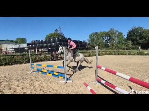143cm 5 year old connemara gelding - Image 2
