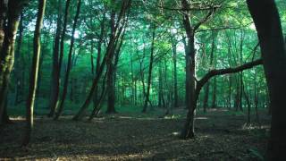 a walk in the forest DIANA KRALL - ISN'T THIS A LOVELY DAY