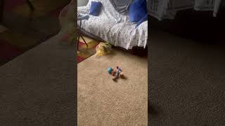 Download lagu Playing cat 🐱 mp3 Download lagu Playing cat 🐱 mp3