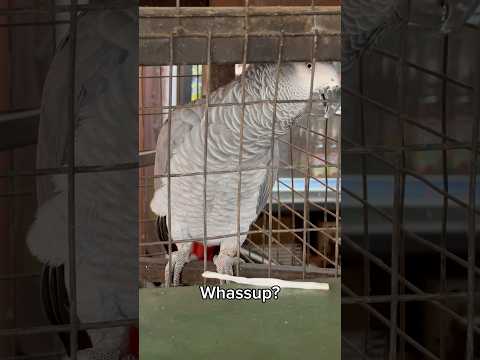 Talking Parrot in Africa wants to ???? Leave a ???? in the comments if you’ve seen one before! #shorts
