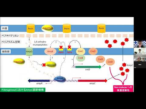 看護学科 緑膿菌に対するPIPCとTAZ/PIPCの効果の違い