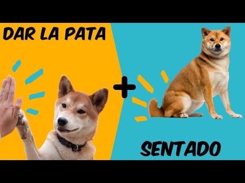 ✅ How to Teach Your Dog to Sit and Give His Paw 📌 [[+TRICK]]