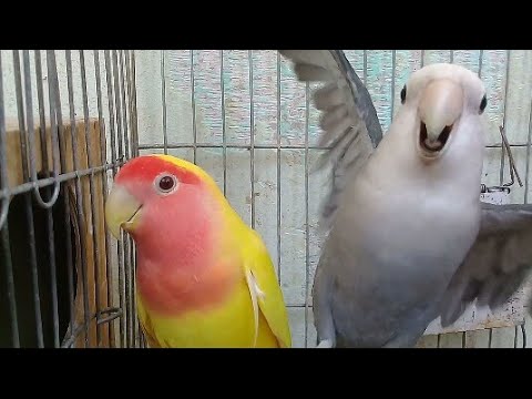 love birds sounds