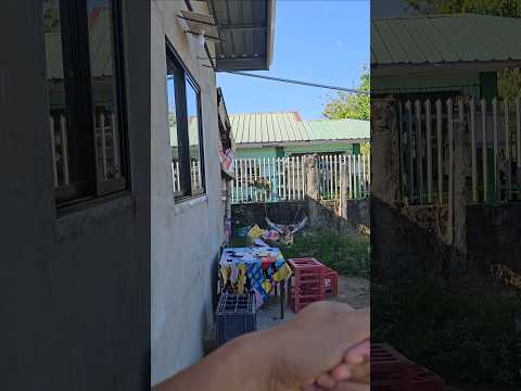 Cute Bantam chicken #Serama #Bantam #bantamchicken #chicken