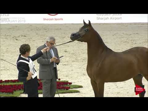 N 117 AJ NASHEEDA   Sharjah International 2019