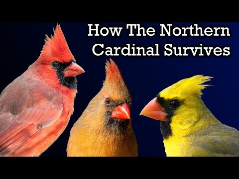 The Surprising Life of a Cardinal | Nature Documentary
