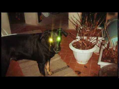 November project - Piesek Justice - pamięci Maćka