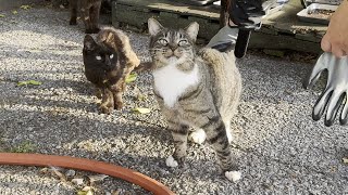 Feral Cats Show Affection