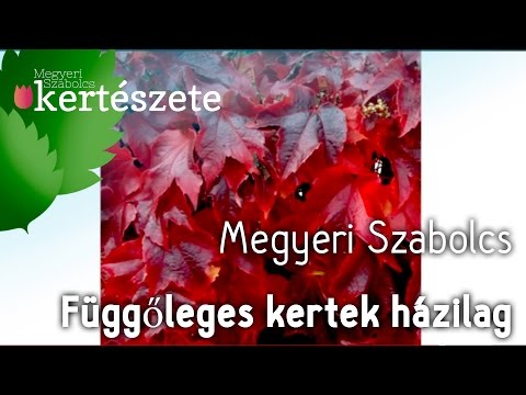 Zöld falak - Függőleges kertek házilag - Hangulatos kert építés