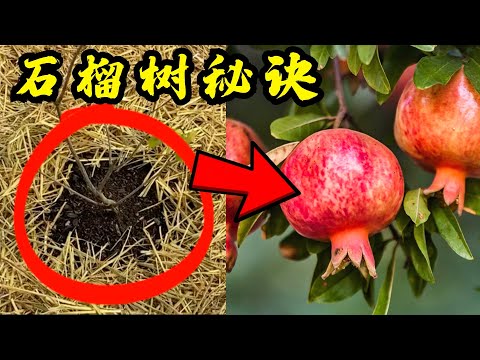 番石榴树风水