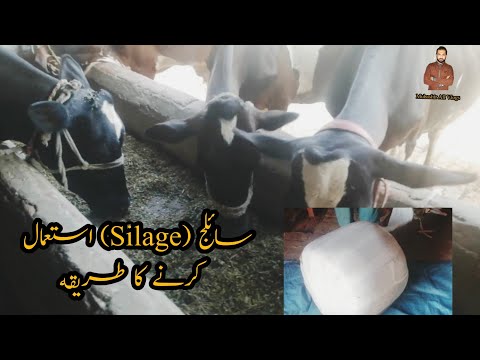Dairy Farm Main Silage Ka Istemal || Aik Janwar Ko Kitna Silage Dalna Chahye ||Silage