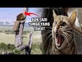 10 Wild Animals That Are Afraid Of Facing Cats
