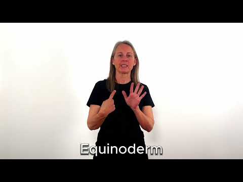 Equinoderm - LSC