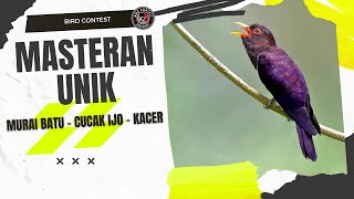 Download lagu MASTERAN UNIK UNTUK MURAI BATU - CUCAK IJO - KACER | VIOLET CUCKOO mp3 Download lagu MASTERAN UNIK UNTUK MURAI BATU - CUCAK IJO - KACER | VIOLET CUCKOO mp3