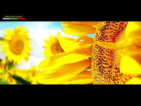 Hyrja në Xhennet | ᴴᴰ