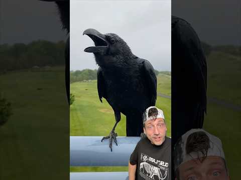 Crows are way too smart