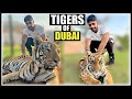LIVING WITH TIGERS IN DUBAI !!
