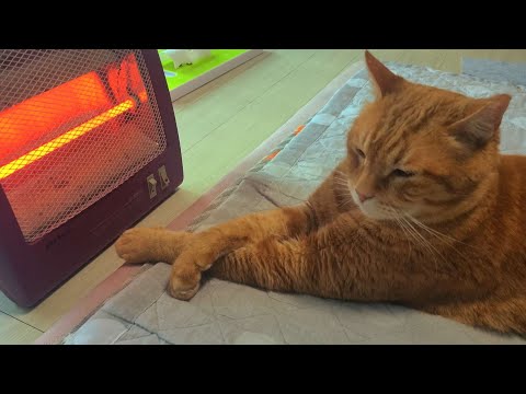 집사의 말을 귓등으로도 안 듣는 고양이