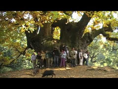 MARBELLA TRIP: Holy Chestnut Tree. Excursin al Castao Santo con PINSAPO