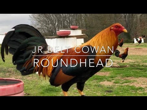 COWAN ROUNDHEAD