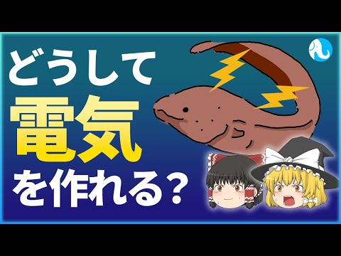 ガストロフリノイデス・ボルネンシスについて詳しく解説